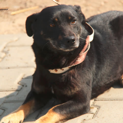 Psy ze schroniska do adopcji Leo