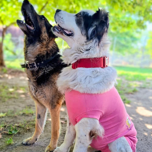Psy ze schroniska do adopcji Ramona