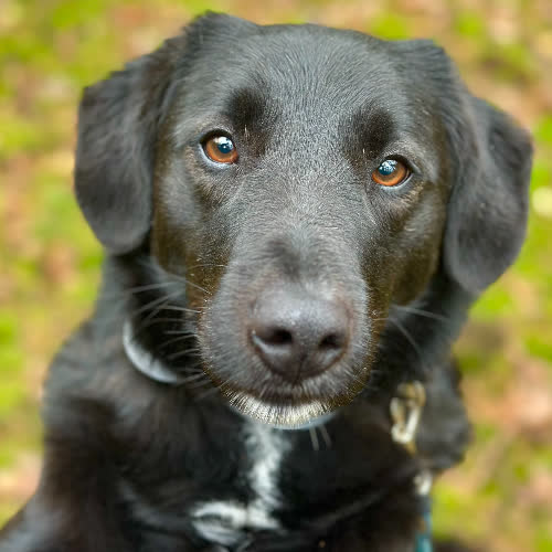 Psy ze schroniska do adopcji Mambo