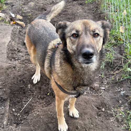 Psy ze schroniska do adopcji Daisy