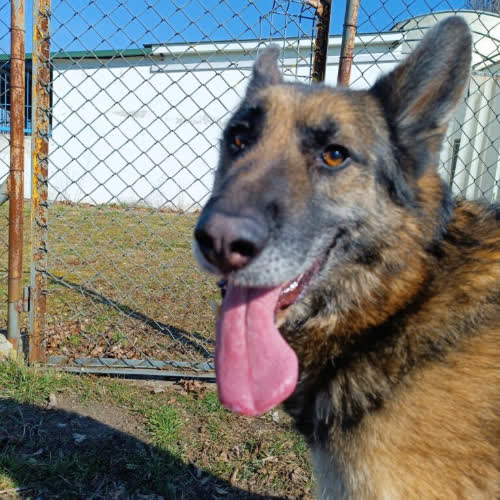 Psy ze schroniska do adopcji Konrad 31