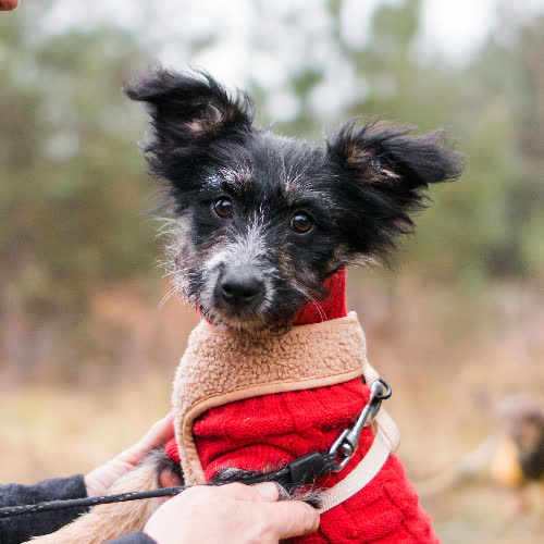 Psy ze schroniska do adopcji Chmurka