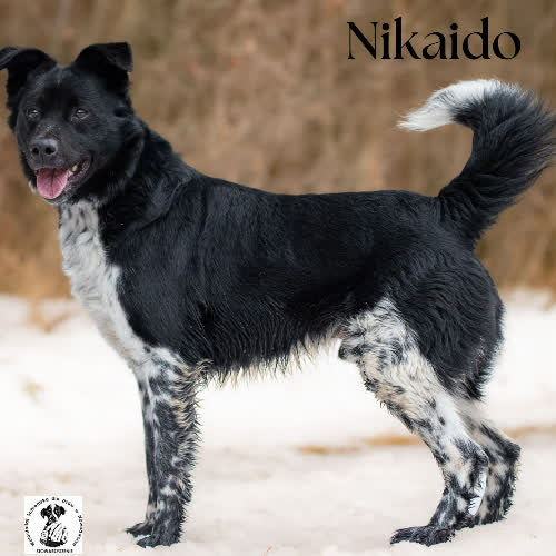 Psy ze schroniska do adopcji Aktywny NIKAIDO