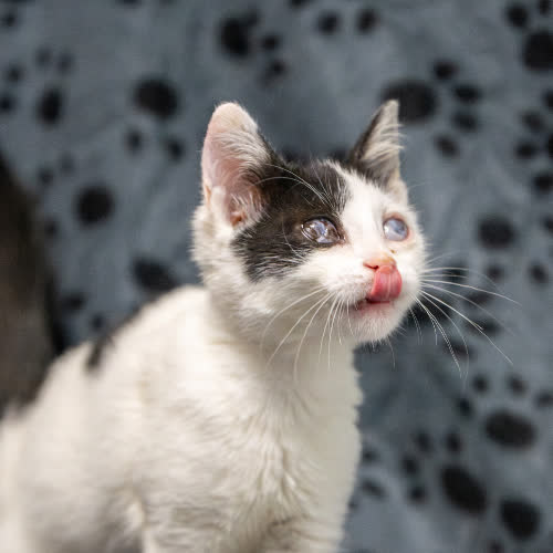 Koty ze schroniska do adopcji Całka
