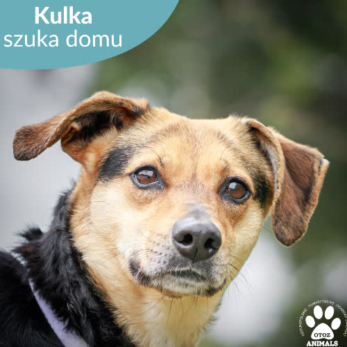 Kulka