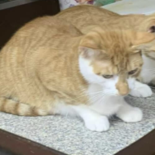 Koty ze schroniska do adopcji Kotki rude pilne