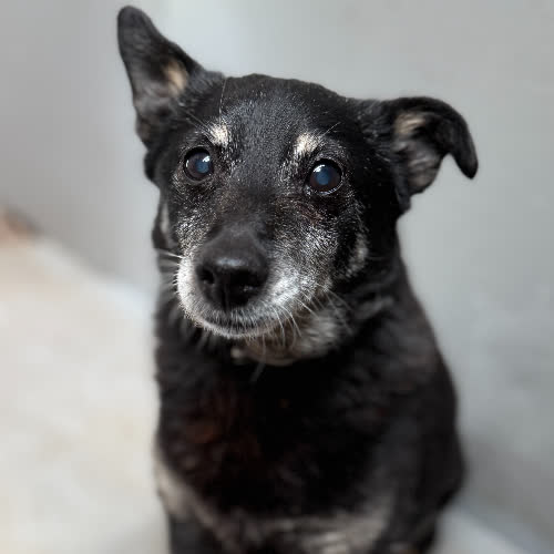 Psy ze schroniska do adopcji Feluś