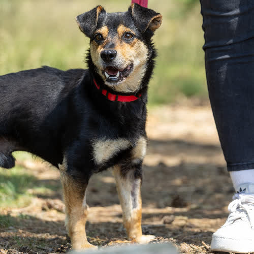 Psy ze schroniska do adopcji Potter