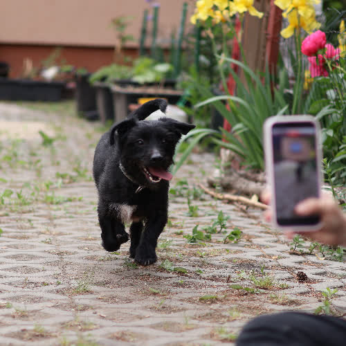 Psy ze schroniska do adopcji Nosek