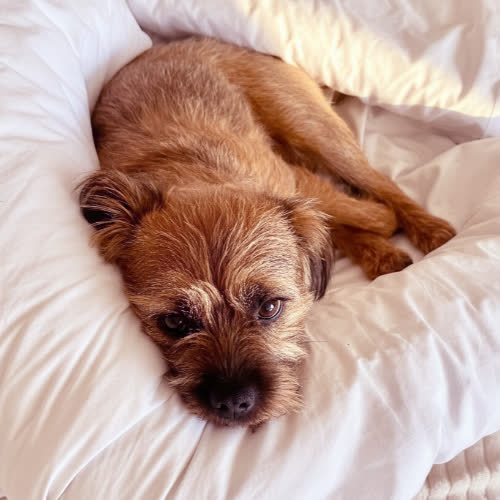 Psy ze schroniska do adopcji Border Terier