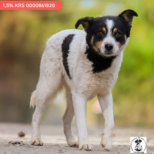 Psy ze schroniska do adopcji AMPARO