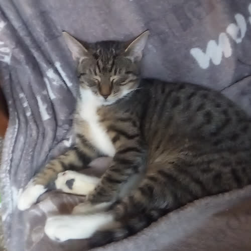 Koty ze schroniska do adopcji Foxy