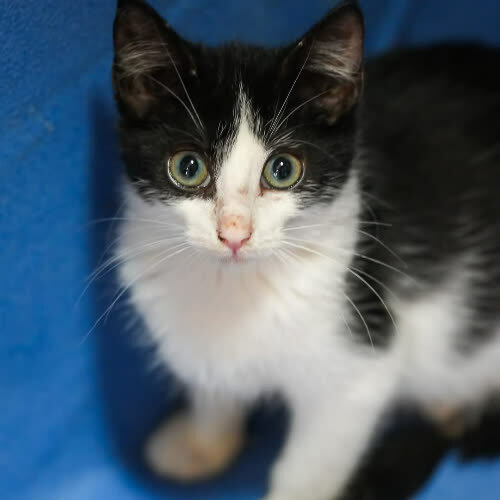 Koty ze schroniska do adopcji Fela