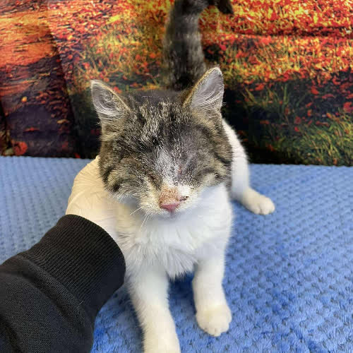 Koty ze schroniska do adopcji Salomon