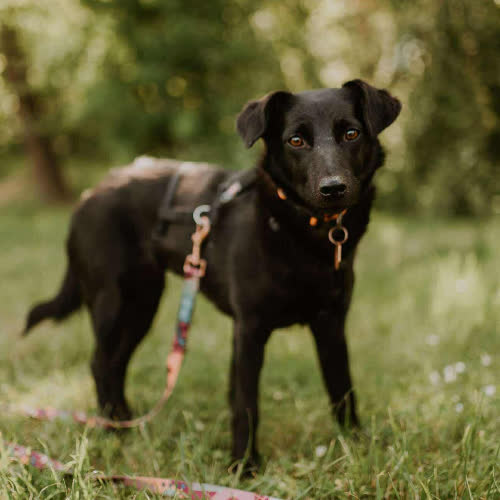 Psy ze schroniska do adopcji Brenda