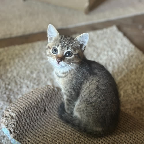 Koty ze schroniska do adopcji Karolek