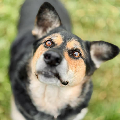 Psy ze schroniska do adopcji Gerwazy