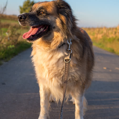 Psy ze schroniska do adopcji Niuśka