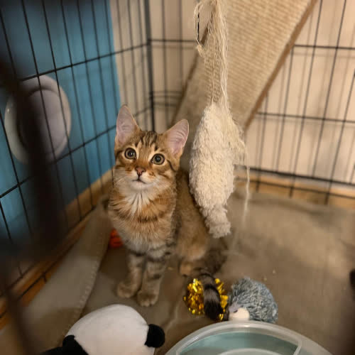 Koty ze schroniska do adopcji Fiona i Dyzio