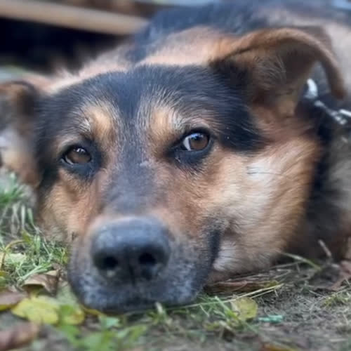 Psy ze schroniska do adopcji Gabryś