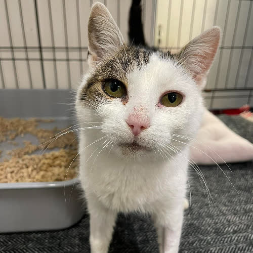 Koty ze schroniska do adopcji A144