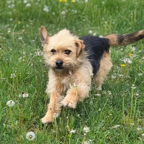Psy ze schroniska do adopcji Nudel mix York