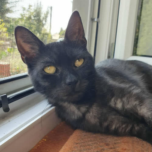 Koty ze schroniska do adopcji Buka