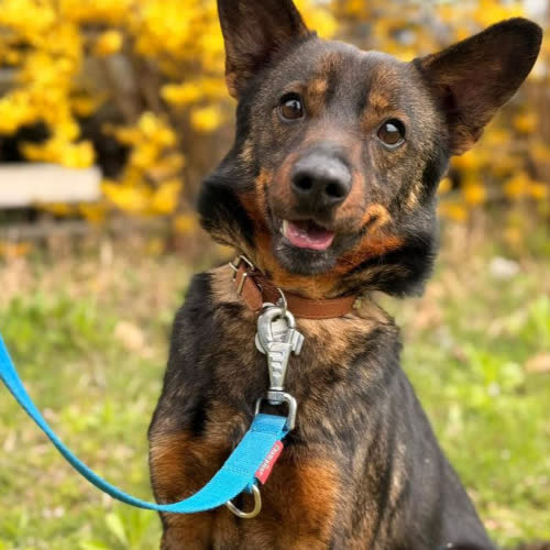 Psy ze schroniska do adopcji Mailo