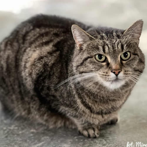 Koty ze schroniska do adopcji Precelka