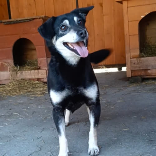 Psy ze schroniska do adopcji Pako