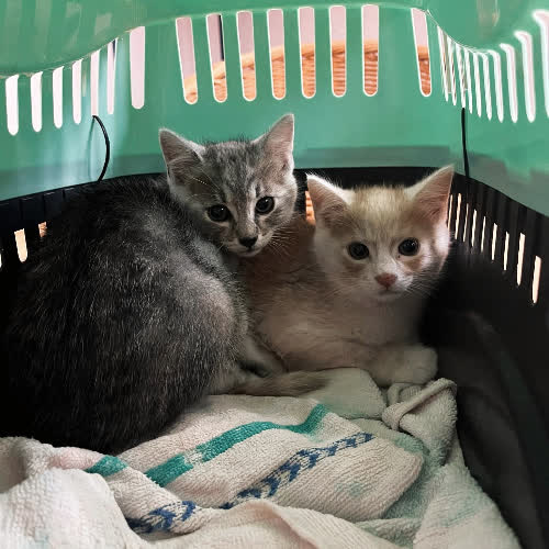 Koty ze schroniska do adopcji Jurek i Jasiek