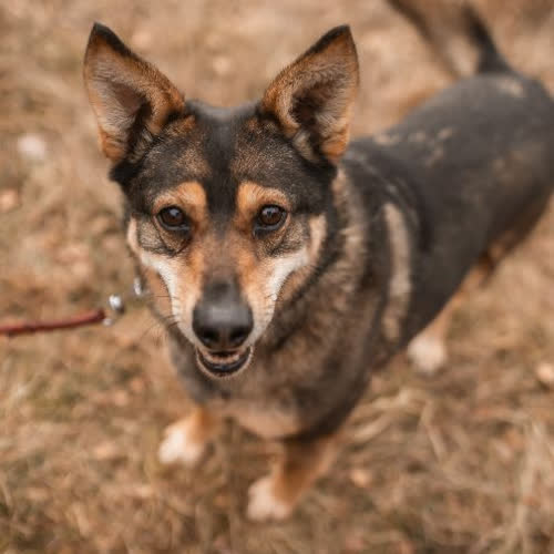 Psy ze schroniska do adopcji Bolek