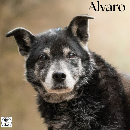 Spokojny ALVARO
