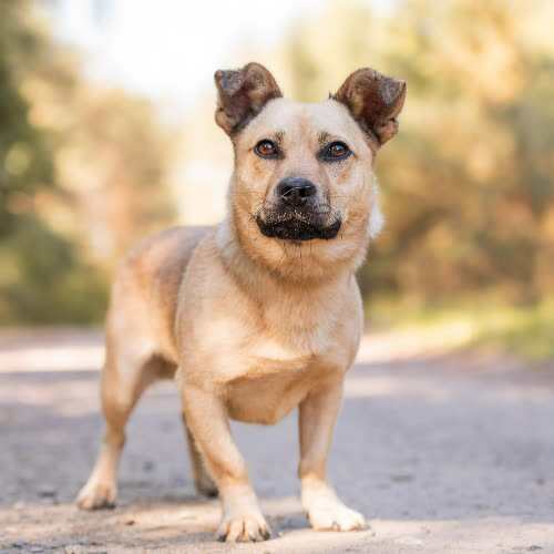 Psy ze schroniska do adopcji Przytulas SPANKY