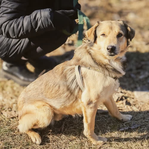 Psy ze schroniska do adopcji Bolek
