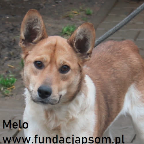 Psy ze schroniska do adopcji Melo