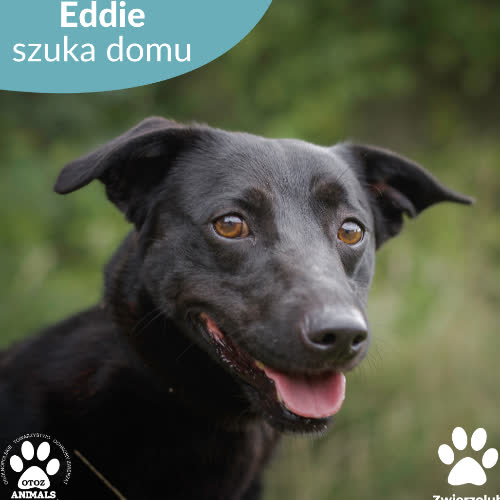 Psy ze schroniska do adopcji Eddie