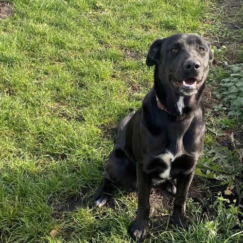 Psy ze schroniska do adopcji Besti