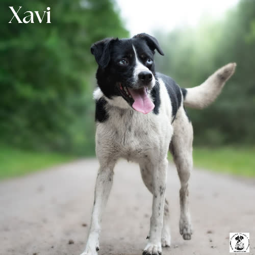 Aktywny XAVI 