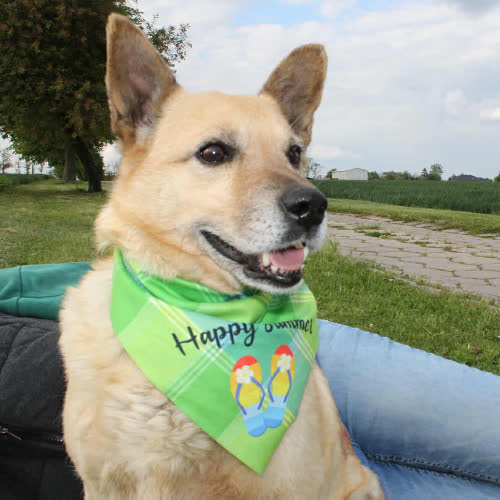 Psy ze schroniska do adopcji Gwizdek