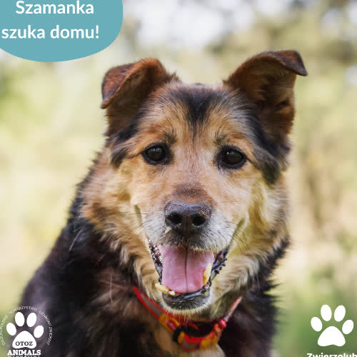 Psy ze schroniska do adopcji Szamanka