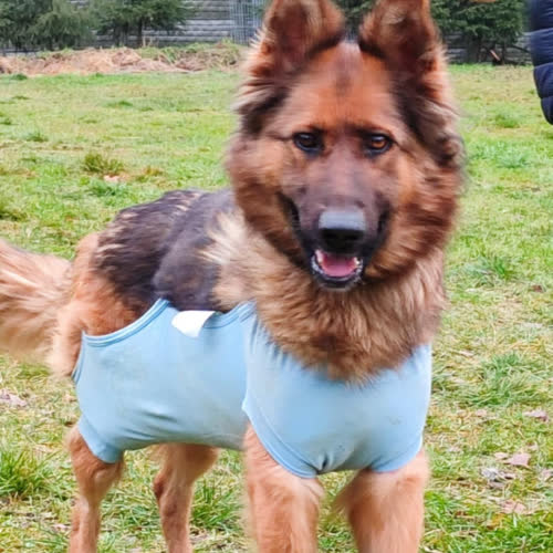 Psy ze schroniska do adopcji Lalka owczarek 