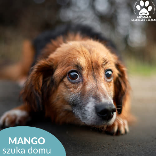 Mango 