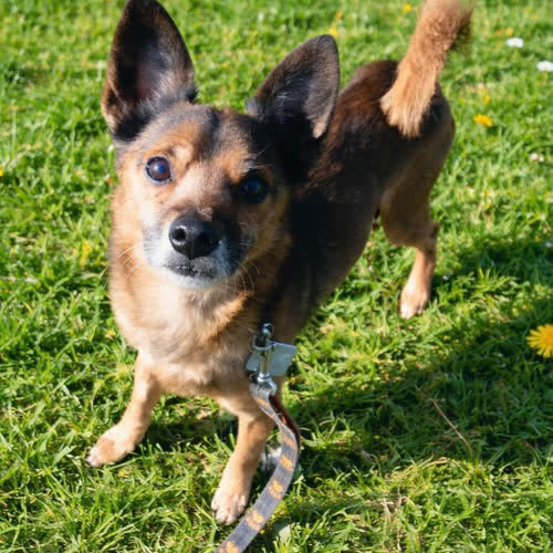 Psy ze schroniska do adopcji Buziak 