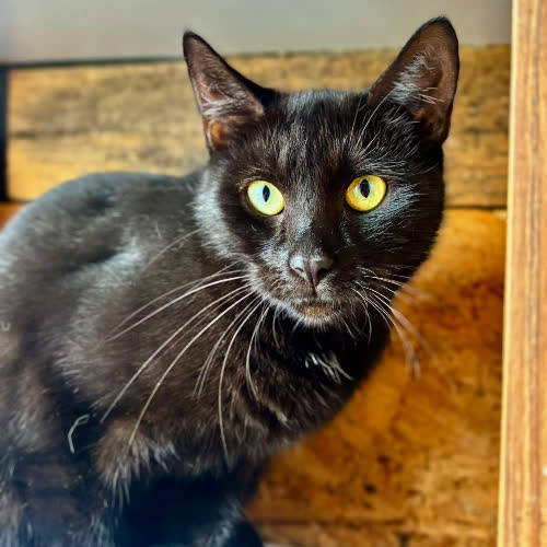 Koty ze schroniska do adopcji Nutka