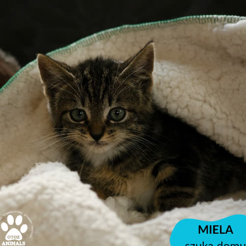 Mieciu,Mietek, Miela i Miecia