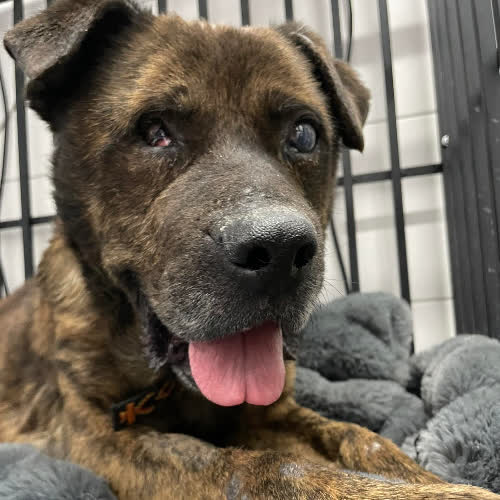 Psy ze schroniska do adopcji Pumba