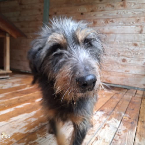 Psy ze schroniska do adopcji Eros