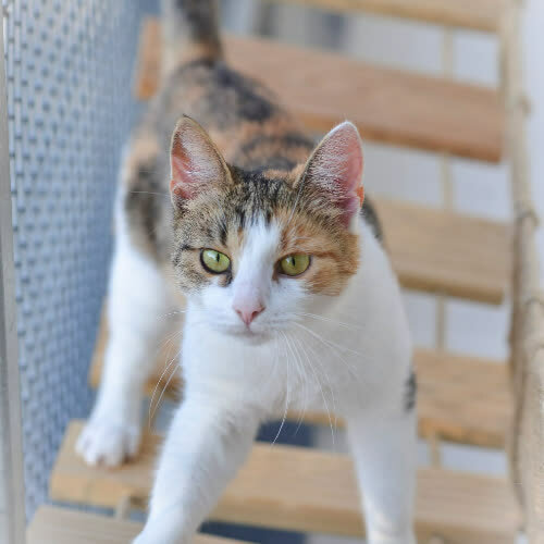 Koty ze schroniska do adopcji Merida