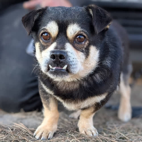 Psy ze schroniska do adopcji Hrabia Dracula